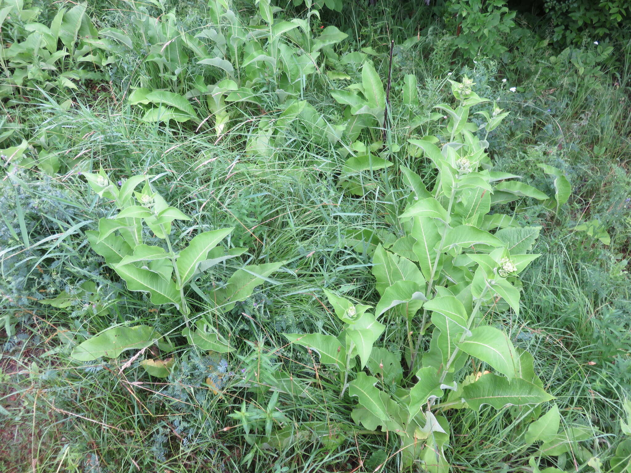 Inula helenium L. resmi