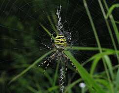 Image of Barbary Spider