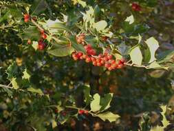 Image of English holly