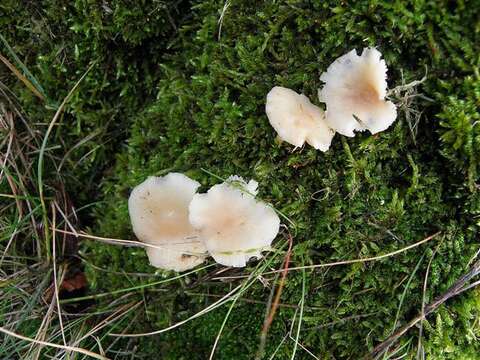 Image of Oak-loving Collybia