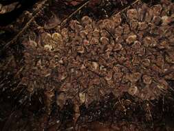 Image of Lesser Mouse-eared Bat