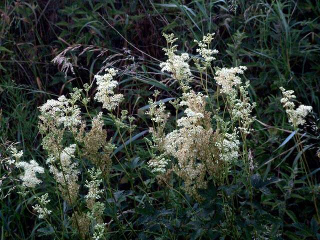 Image of Meadowsweet