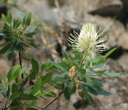 Sivun Oreocallis grandiflora (Lam.) R. Br. kuva