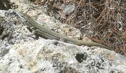 Image of Dalmatian Wall Lizard