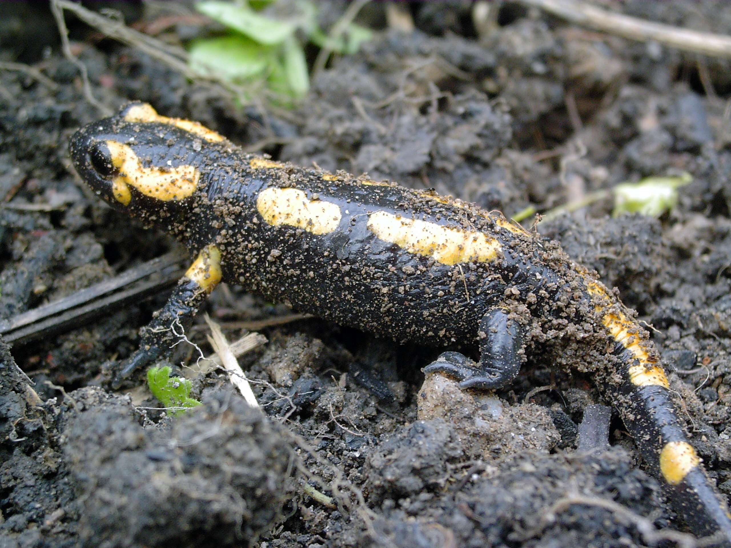 Image of Common Fire Salamander