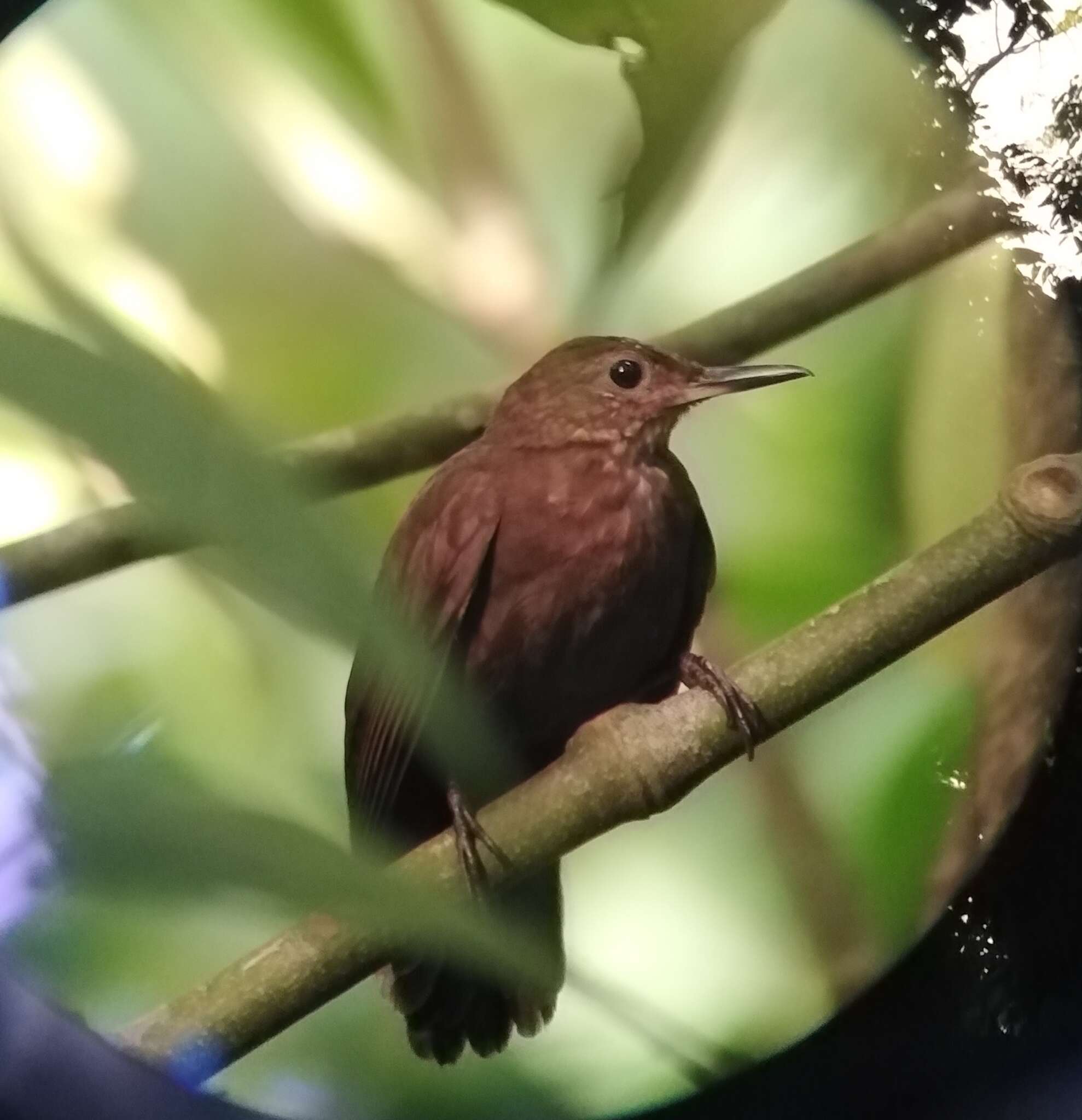 Image of Scaly-throated Leaftosser