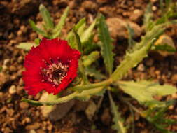 Слика од Centaurea tchihatcheffii Fisch. & C. A. Mey.