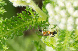 Image of Parasitoid wasp