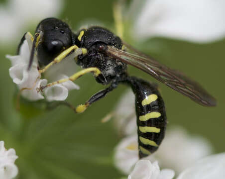 Image of Ectemnius lapidarius (Panzer 1803)