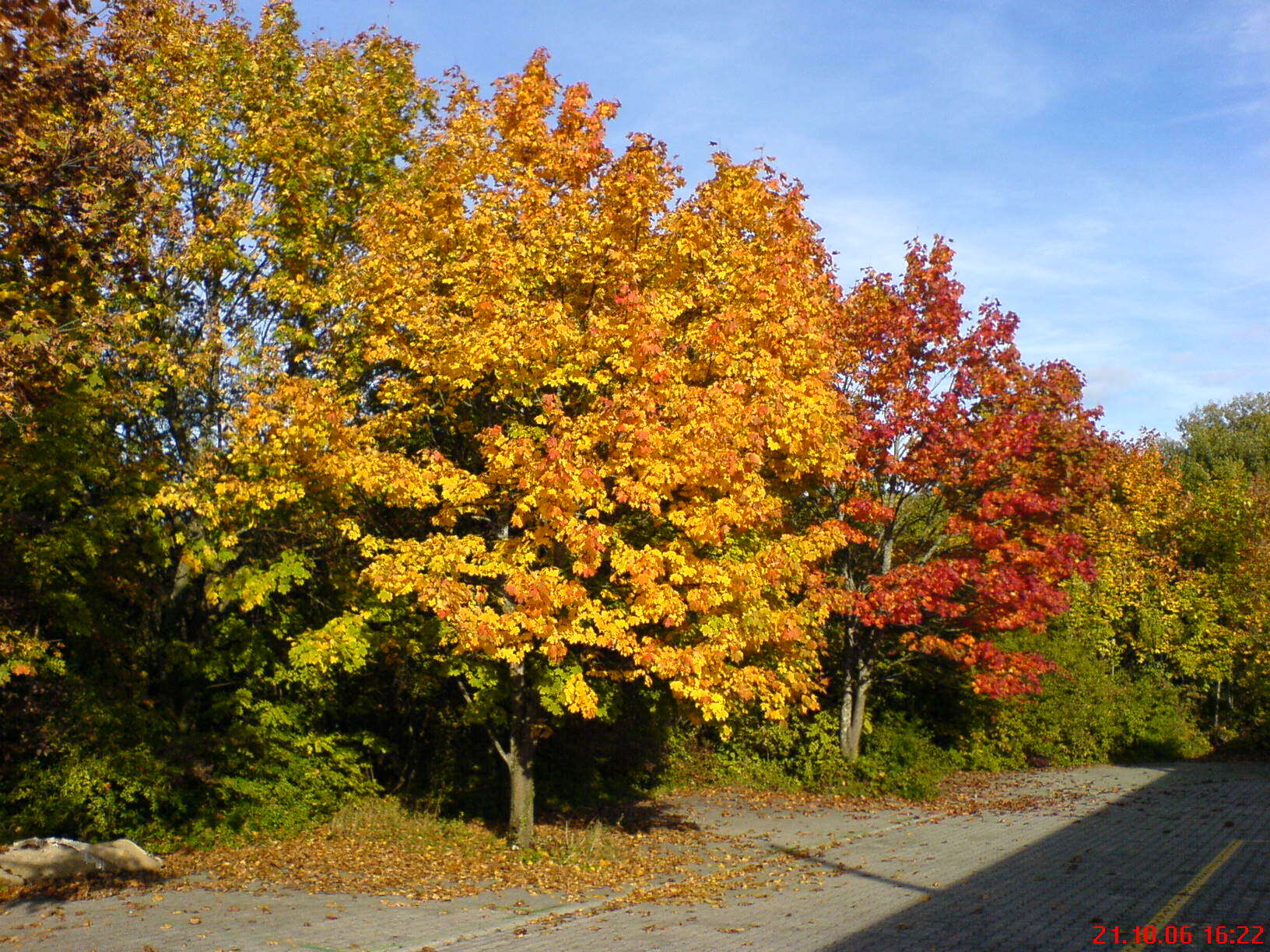 Image of Norway Maple