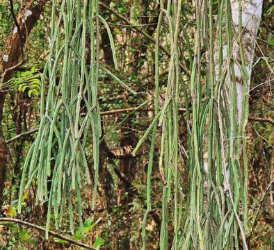 Image of Rhipsalis floccosa Salm-Dyck ex Pfeiff.