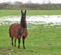 Image of llama