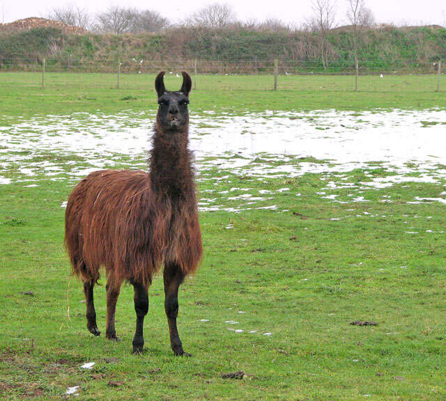 Image of llama