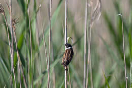 Sivun Emberiza schoeniclus intermedia Degland 1849 kuva