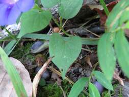 Слика од Ipomoea purpurea (L.) Roth