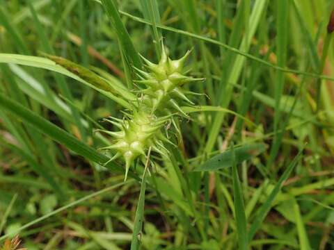 Image of Carex dickinsii Franch. & Sav.