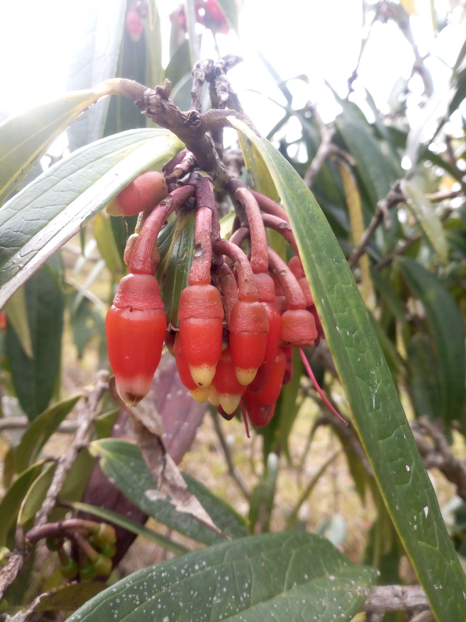 Imagem de Psammisia guianensis Klotzsch