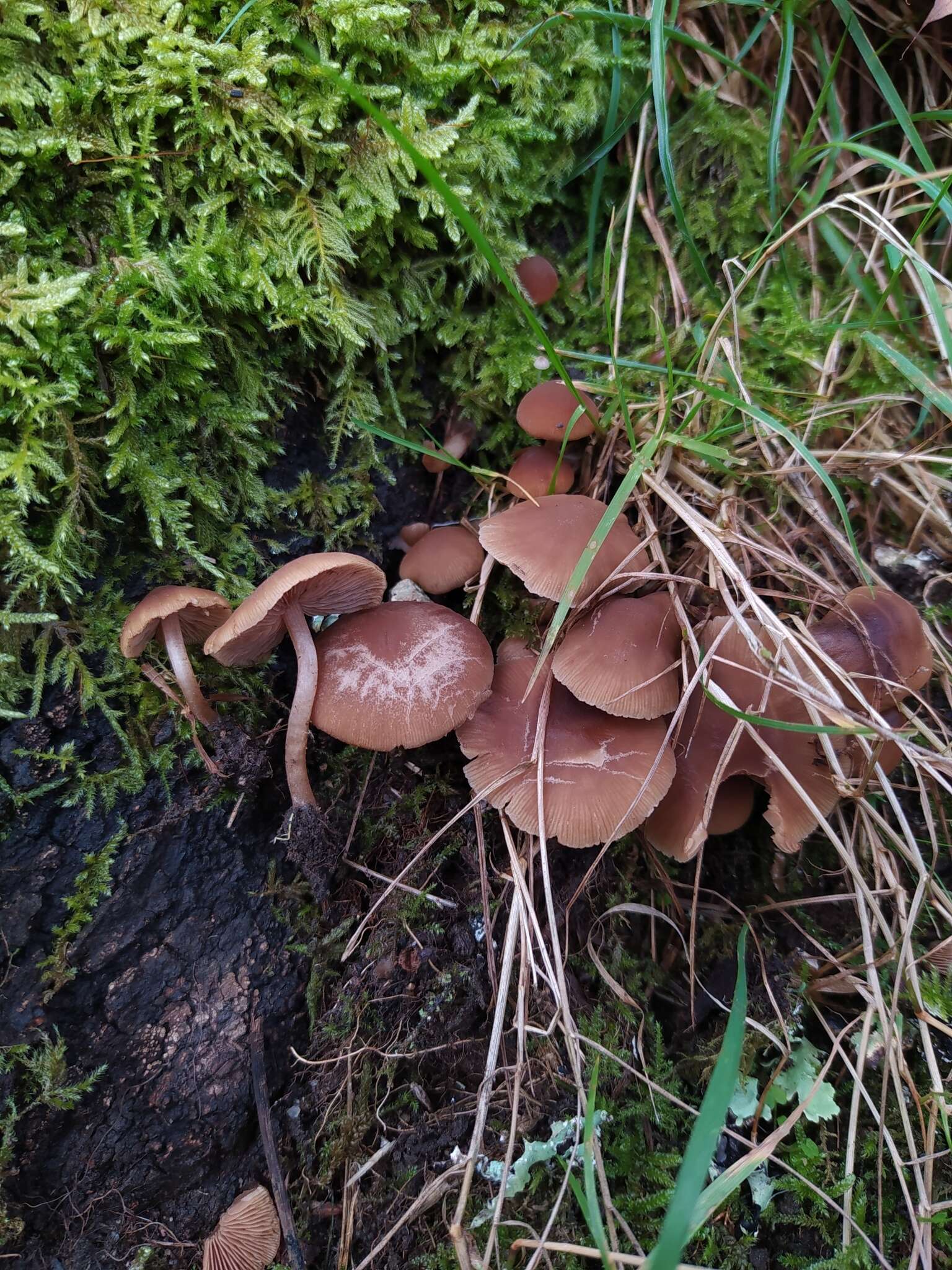 Image of Psathyrella laevissima (Romagn.) Singer 1969