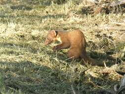 Image of European Pine Marten