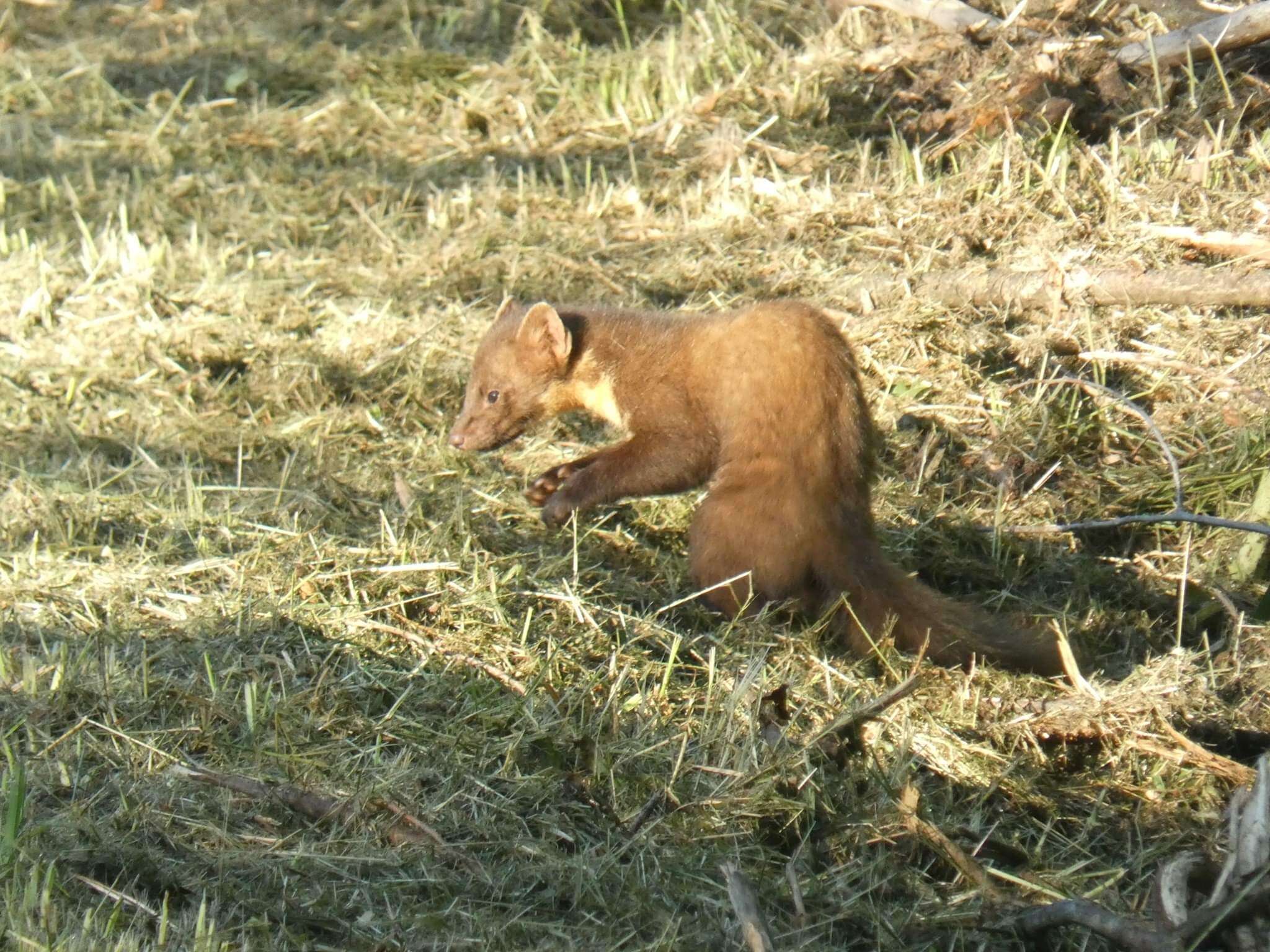 Image of European Pine Marten