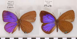 Plancia ëd Arhopala epimuta (Moore 1857)