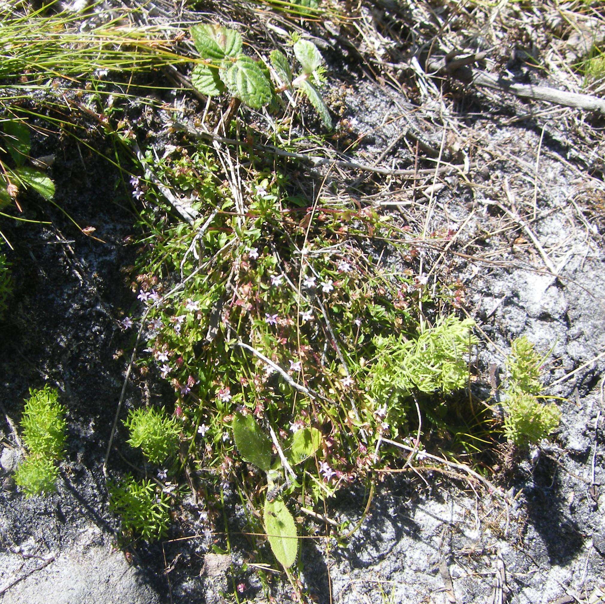 صورة Lobelia filicaulis (C. Presl) Schönland