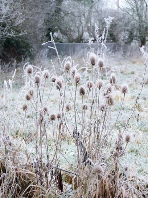 Image of Dipsacus fullonum