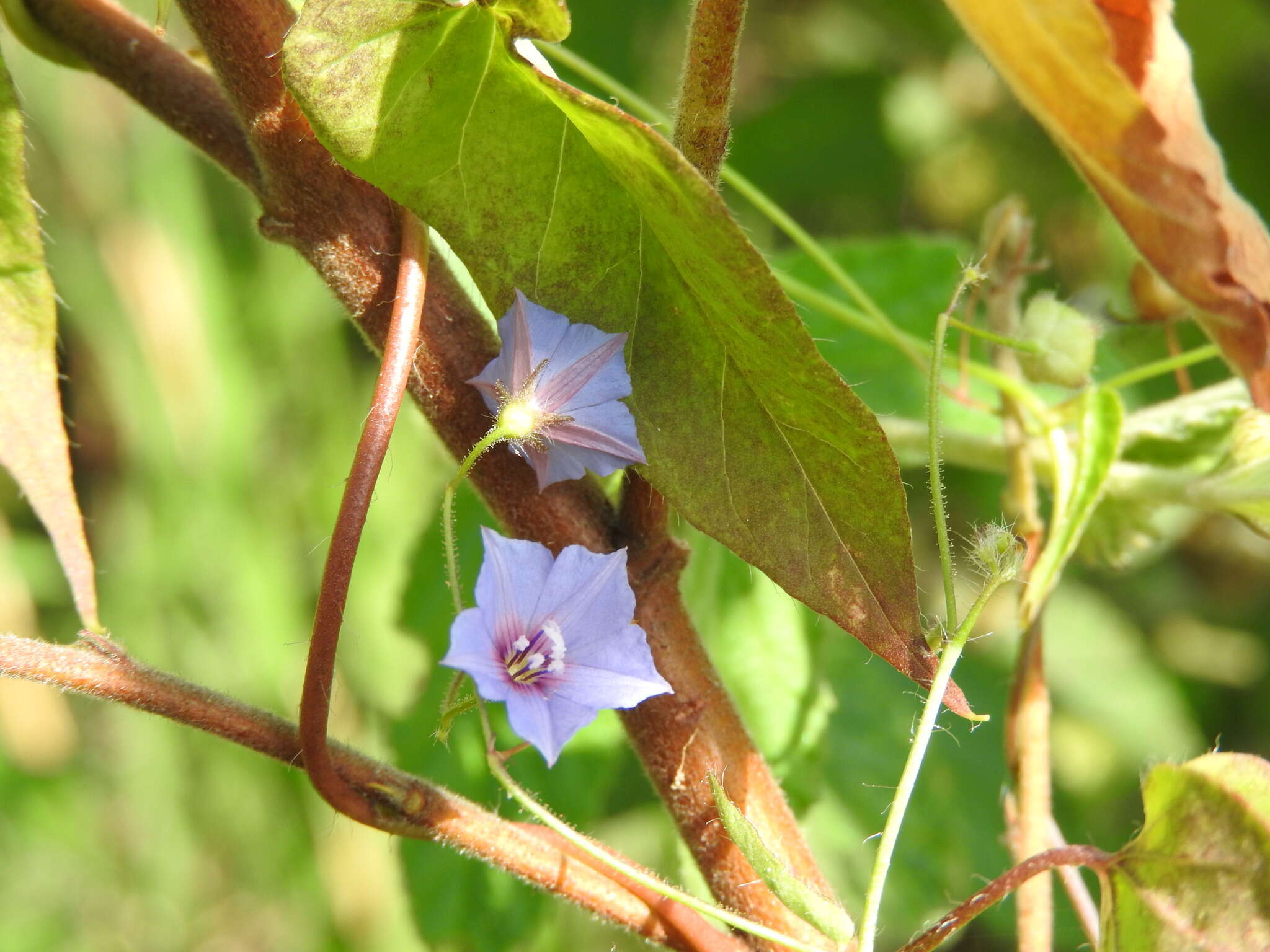 Sivun Jacquemontia evolvuloides (Moric.) Meisn. kuva