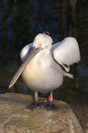 Image of Dalmatian Pelican