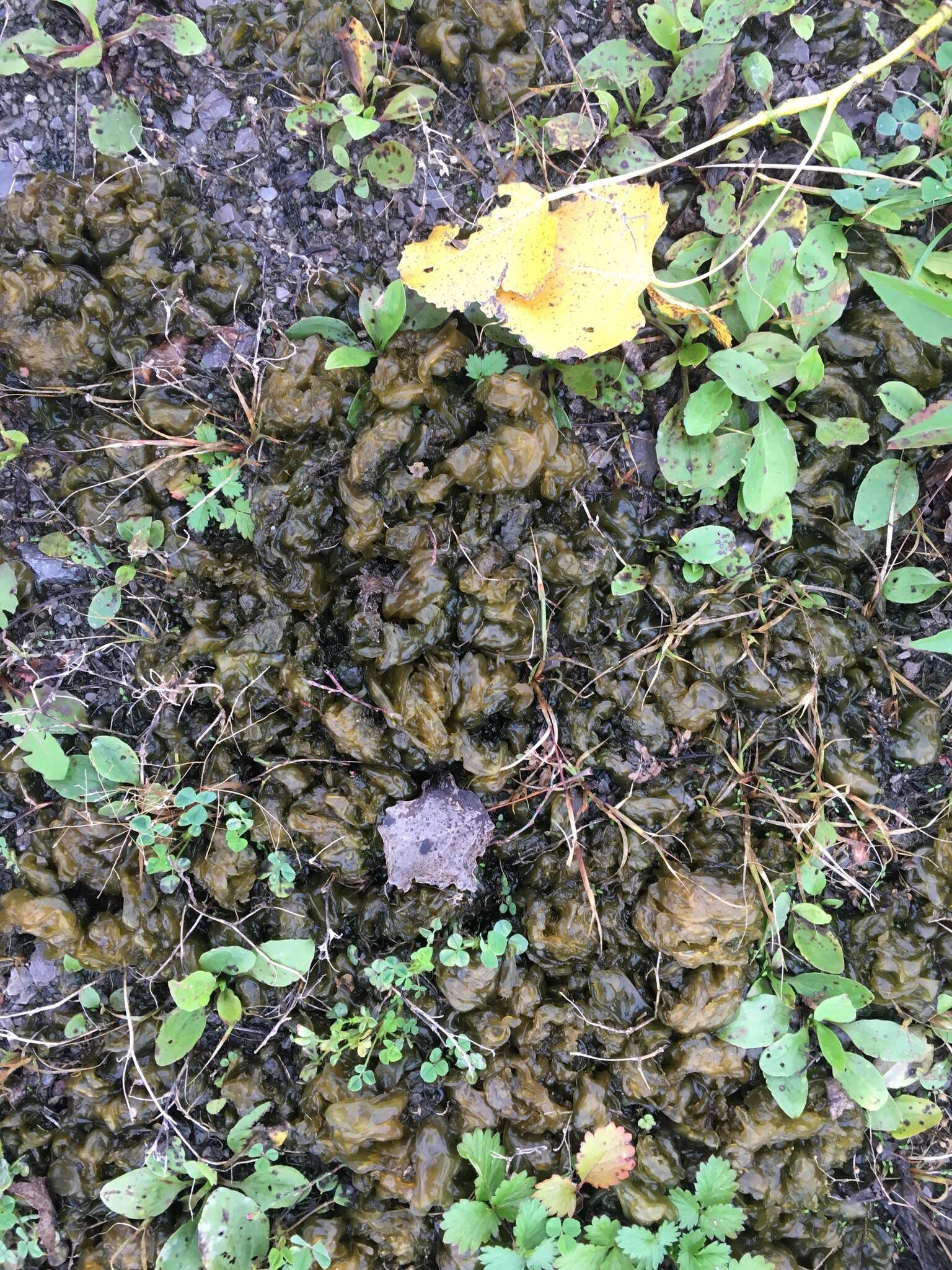 Image of Nostoc commune