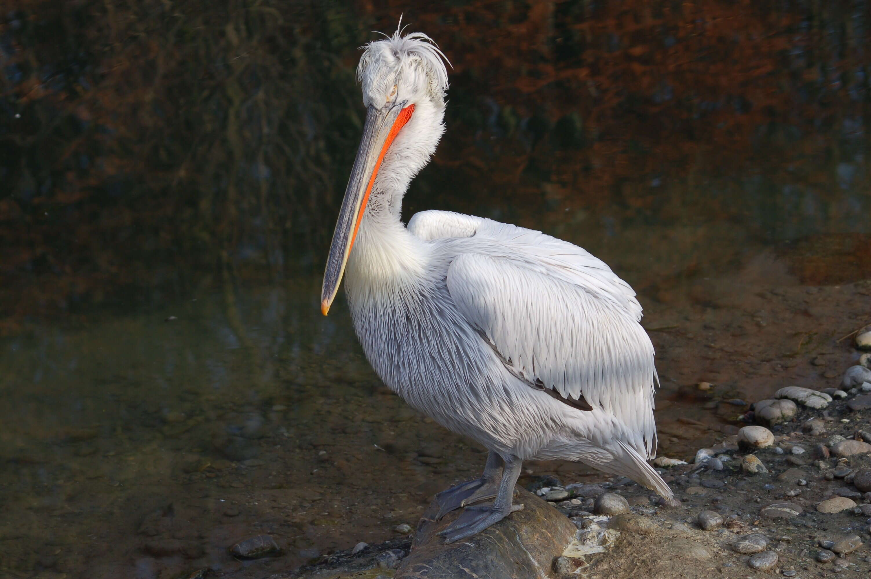 Image of Dalmatian Pelican