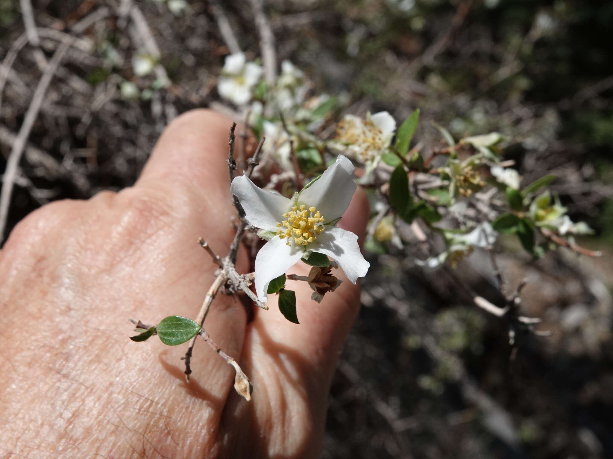 Imagem de Philadelphus microphyllus A. Gray