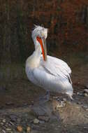 Image of Dalmatian Pelican