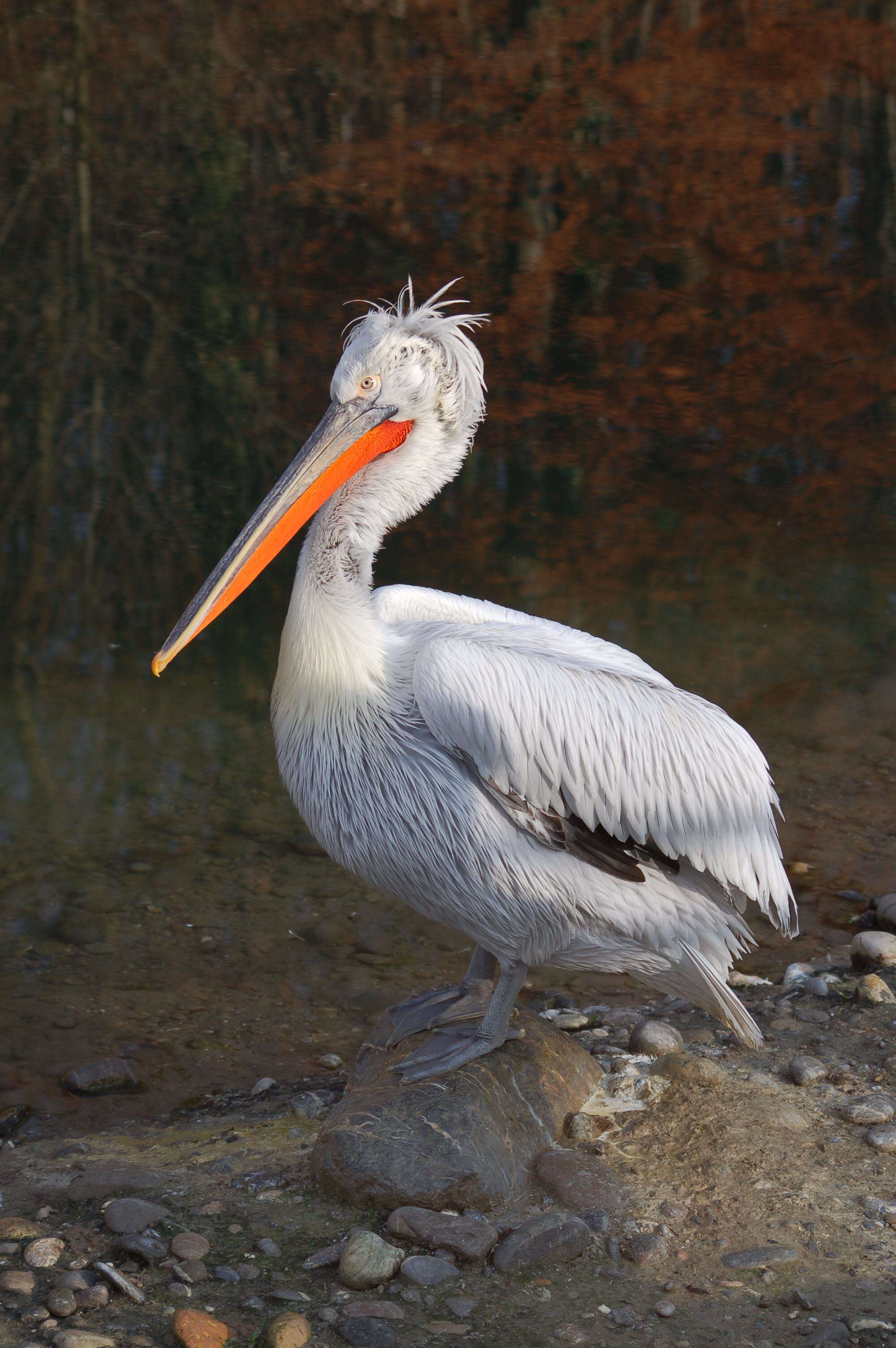 Image of Dalmatian Pelican