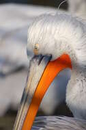 Image of Dalmatian Pelican