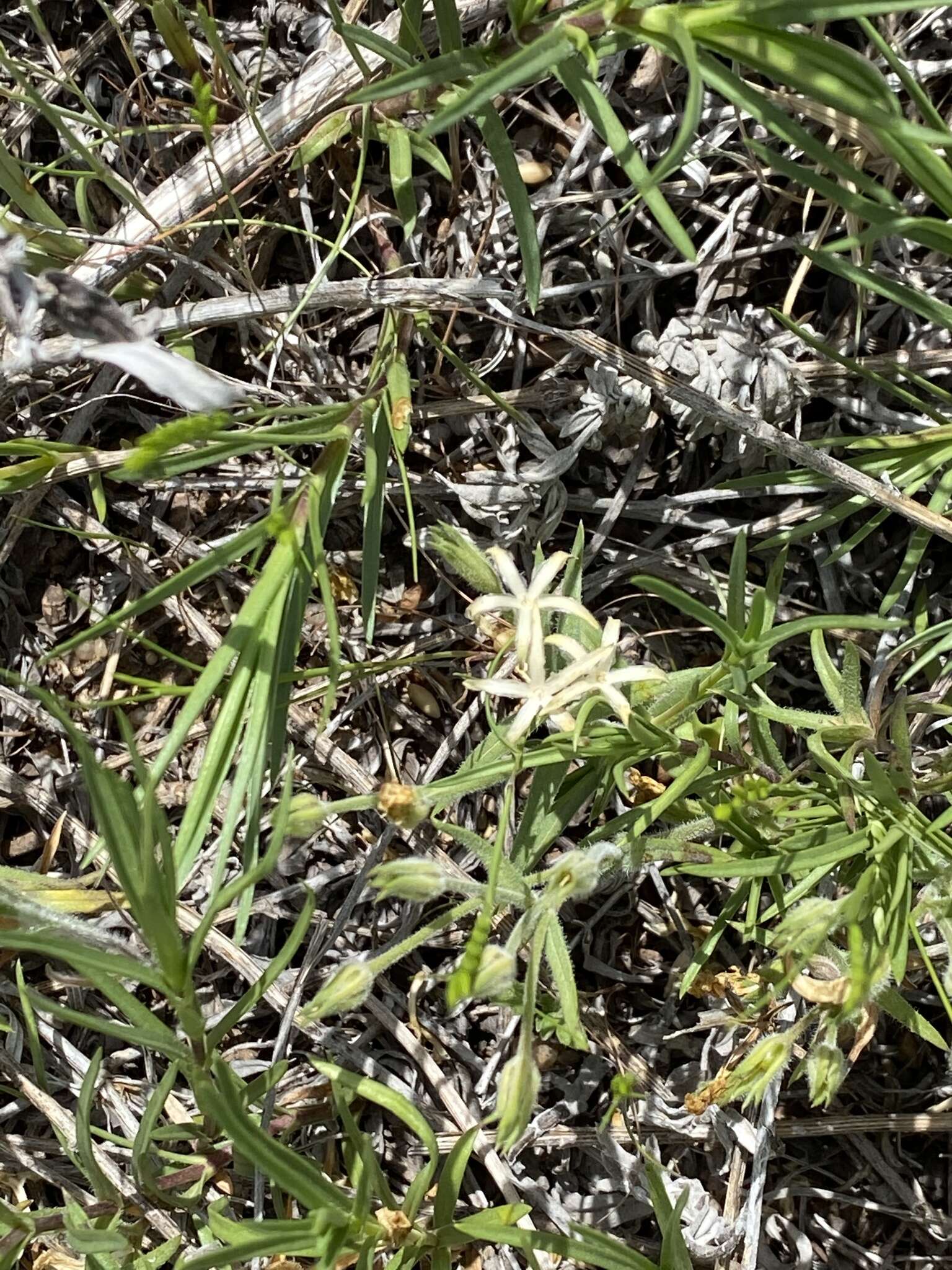 Image of Oklahoma phlox