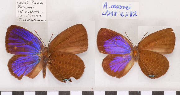 Image of Arhopala moorei Bethune-Baker 1896