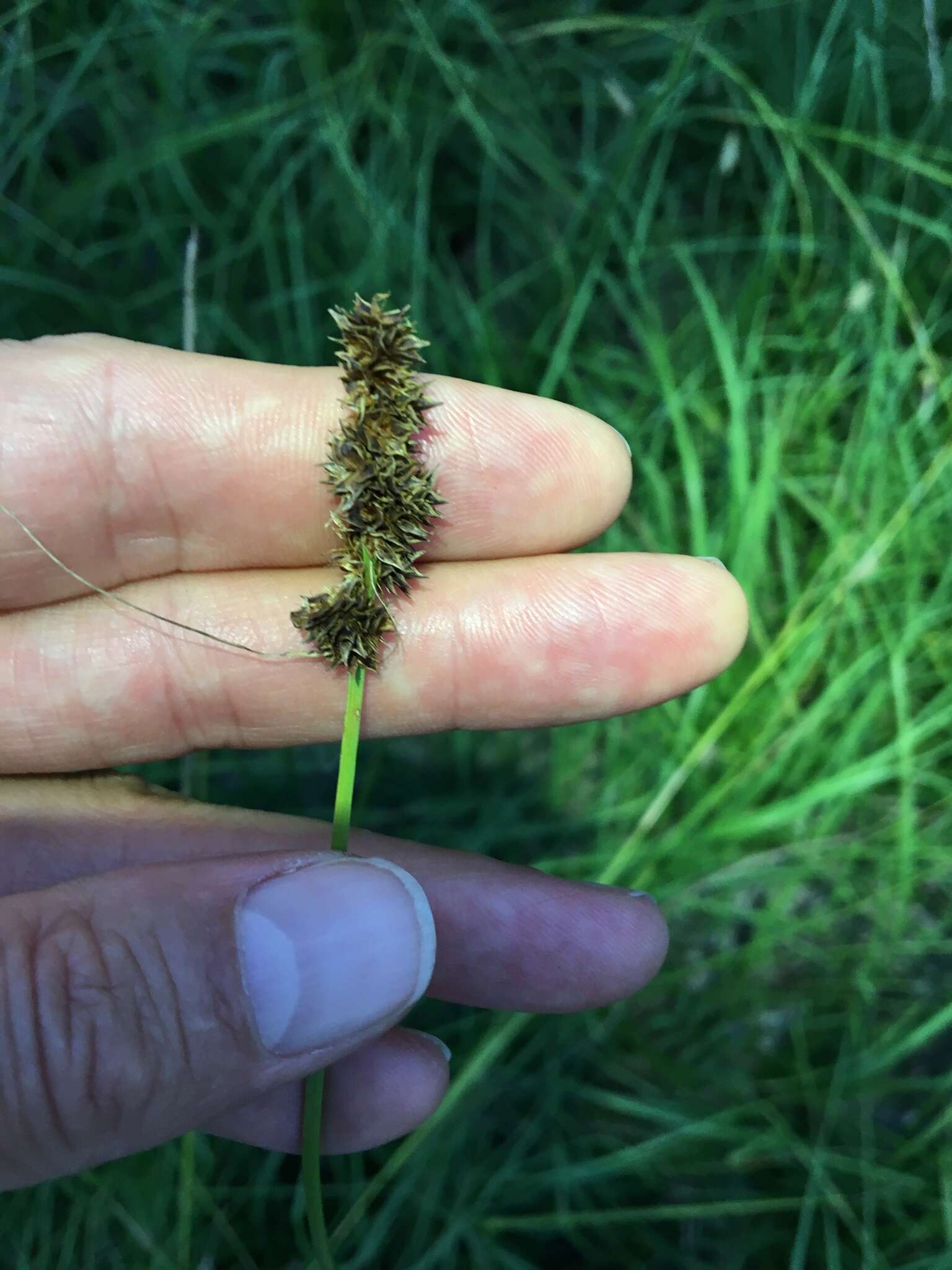 Sivun Carex triangularis Boeckeler kuva