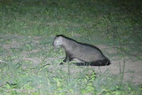 Image of White-tailed Mongoose