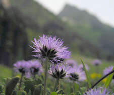 Image of Heart-leaf Globe Daisy