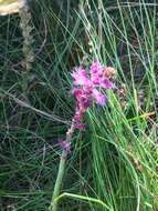 Image of Lachenalia salteri W. F. Barker