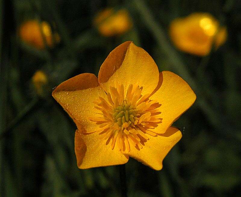 Imagem de Ranunculus acris L.