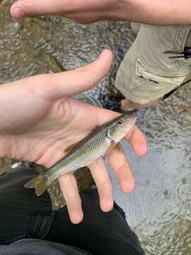 Image of River Chub