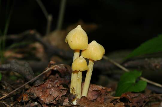 Image of Entoloma murrayi (Berk. & M. A. Curtis) Sacc. 1899