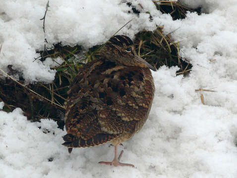 Image of woodcock, eurasian woodcock