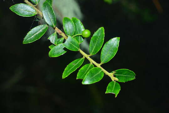 Image of Ilex yunnanensis var. parvifolia (Hayata) S. Y. Hu