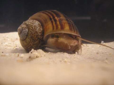 Image of Channeled Applesnail