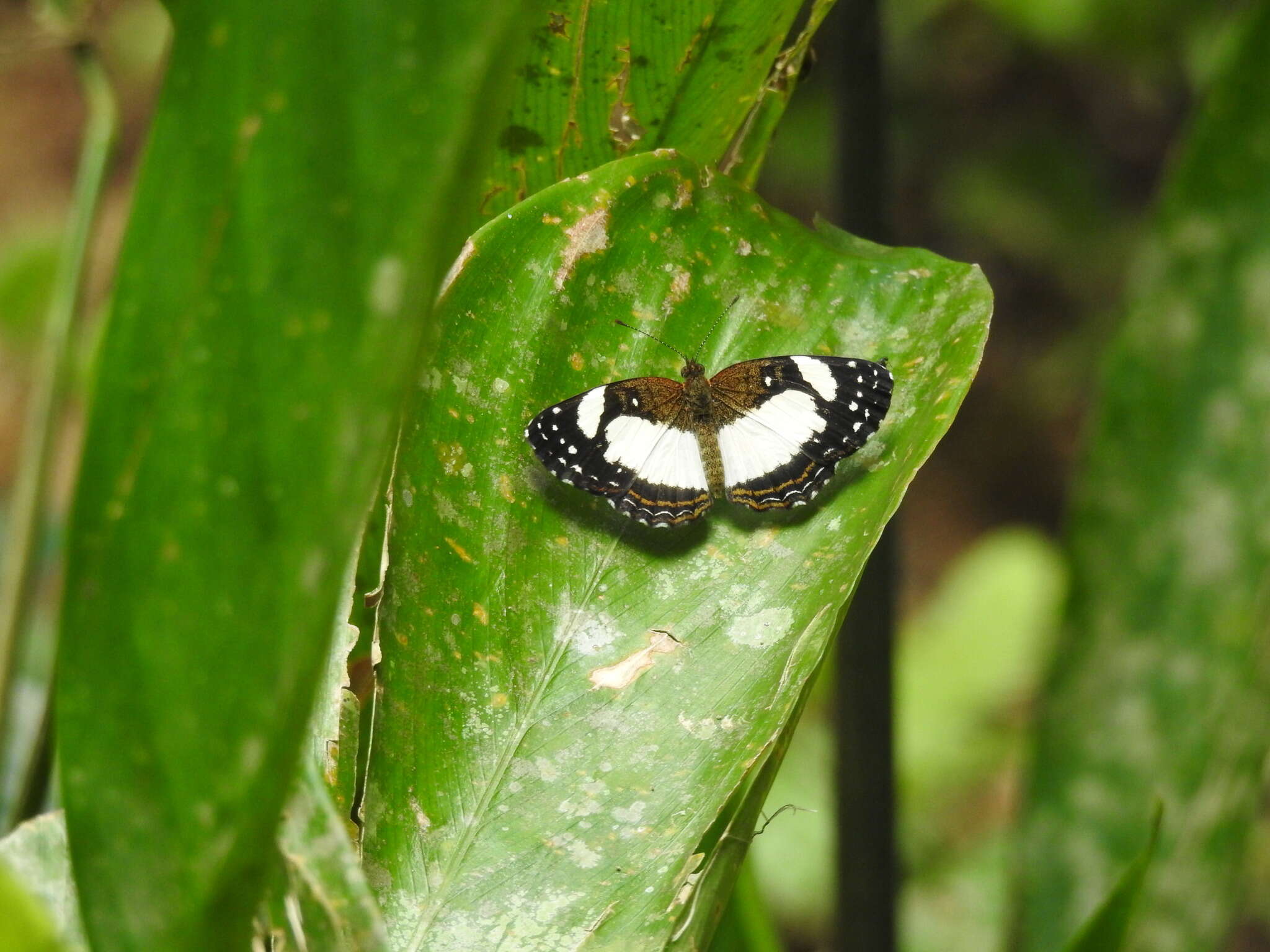 Image of Janatella leucodesma Felder 1861