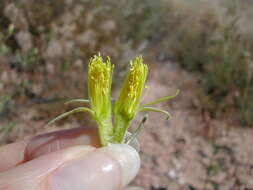 Image of Adonis blazingstar