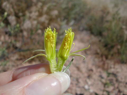 Image of Adonis blazingstar